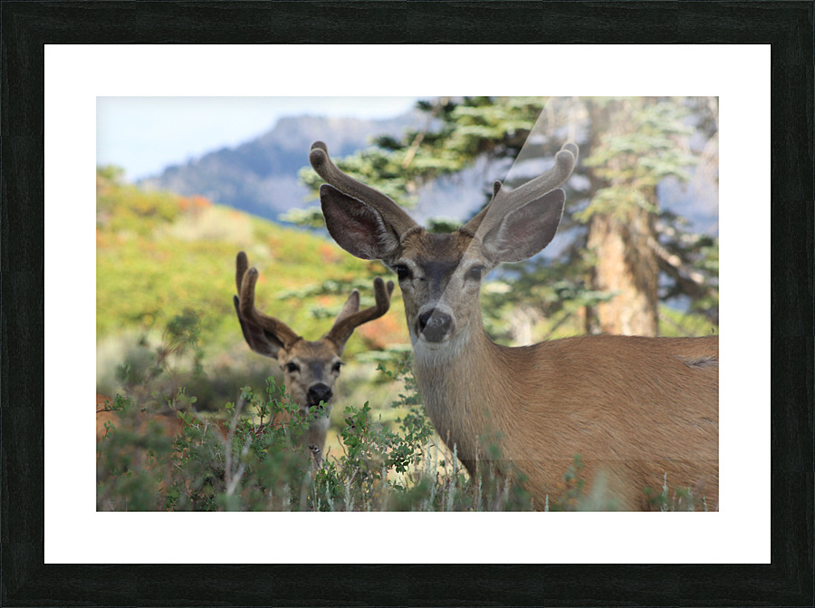 Deer  Bucks Picture Frame print