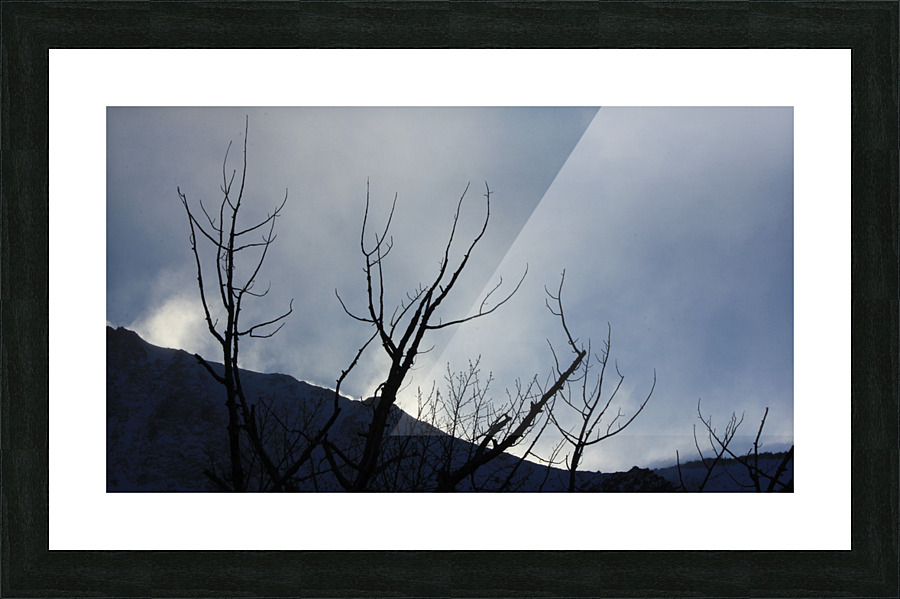 Ghost Trees  Picture Frame print