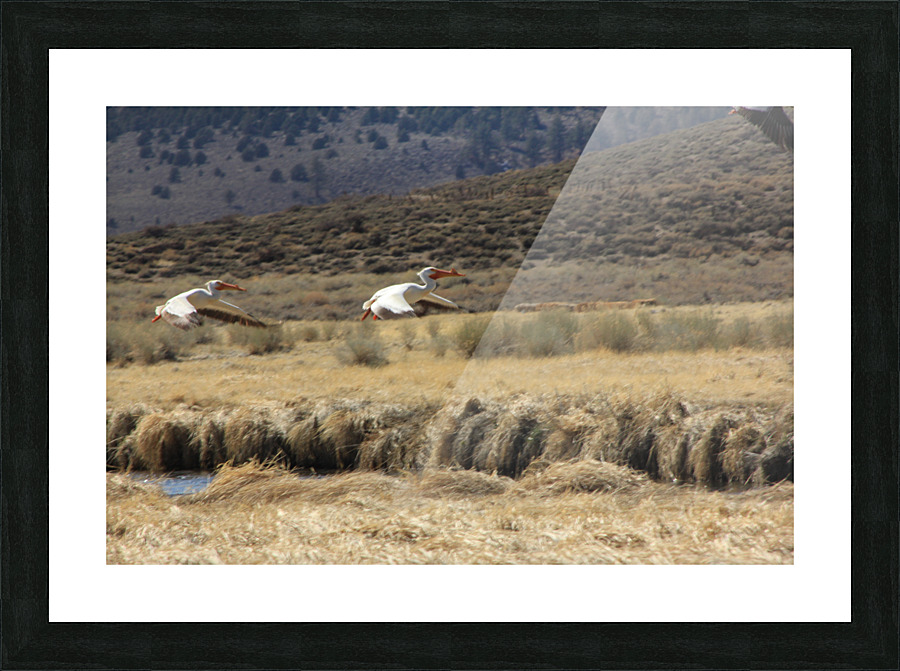 Pelicans in Flight Picture Frame print