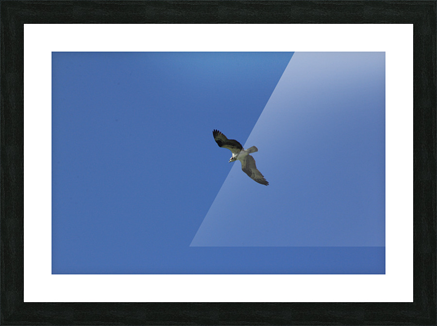 Osprey Picture Frame print