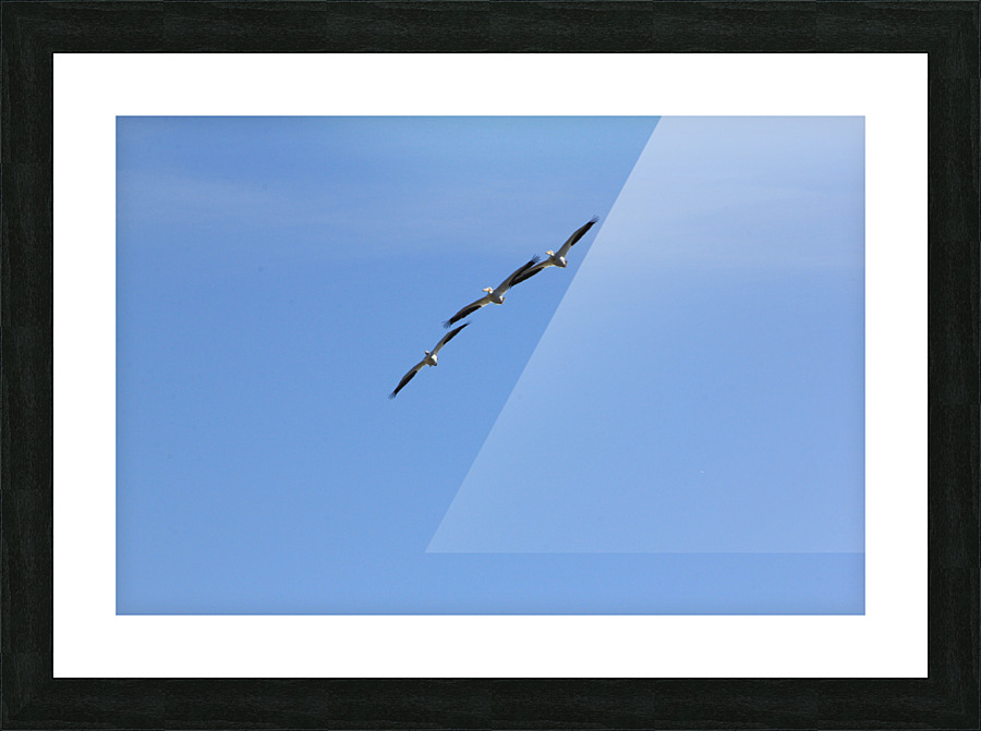 Pelicans Picture Frame print