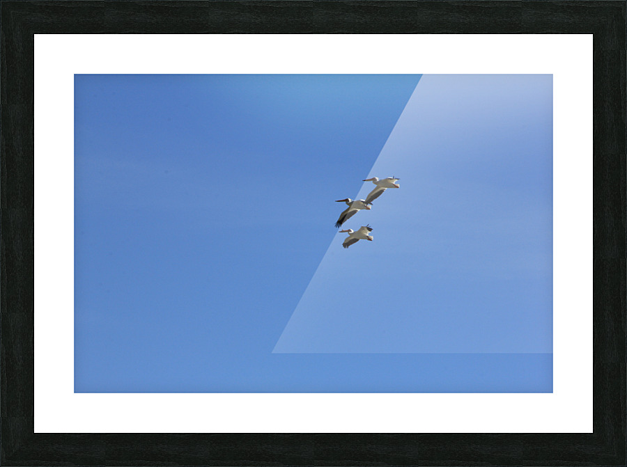 Pelicans Picture Frame print