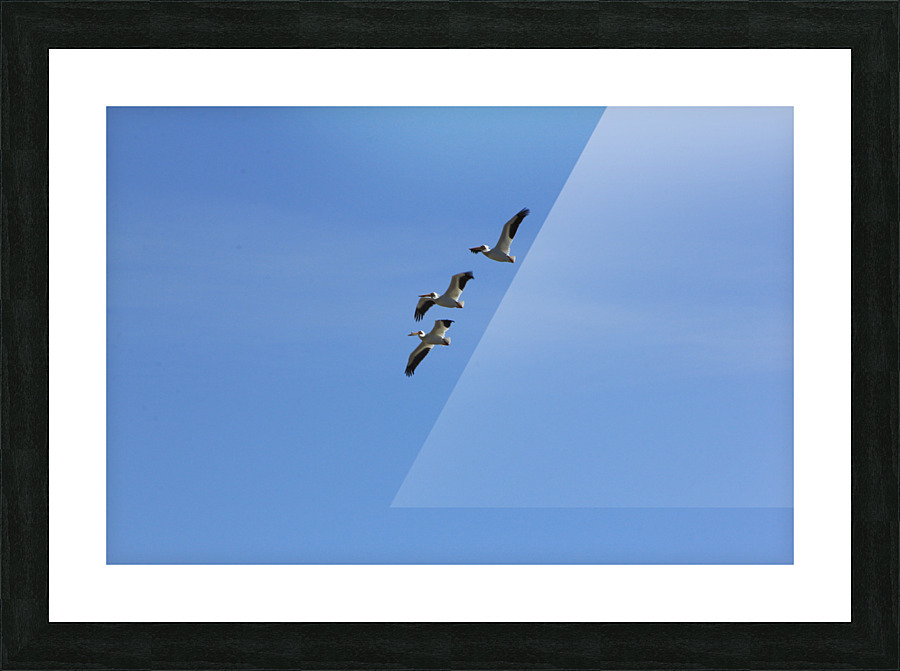 Pelicans Picture Frame print