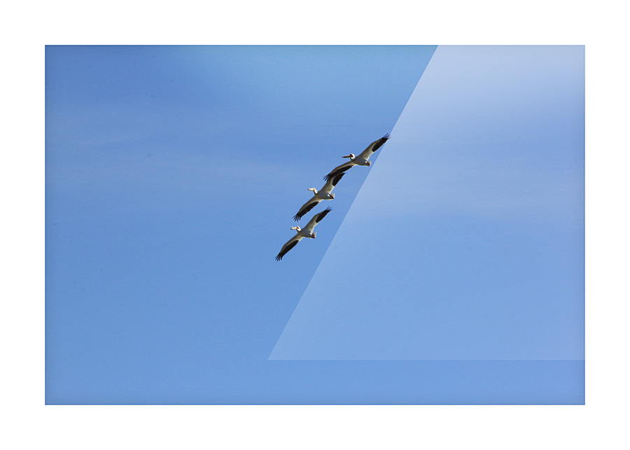 Pelicans Picture Frame print
