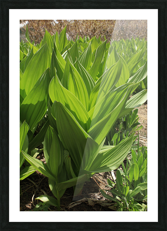 California Corn Lilly Picture Frame print