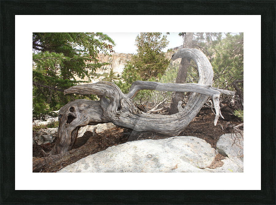 Tree Root Picture Frame print