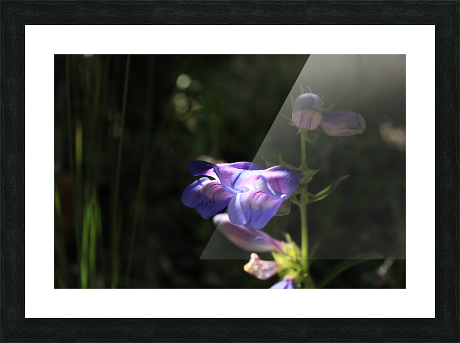 Penstemon Flower Picture Frame print