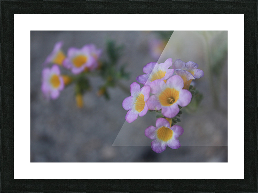 Desert flower Picture Frame print