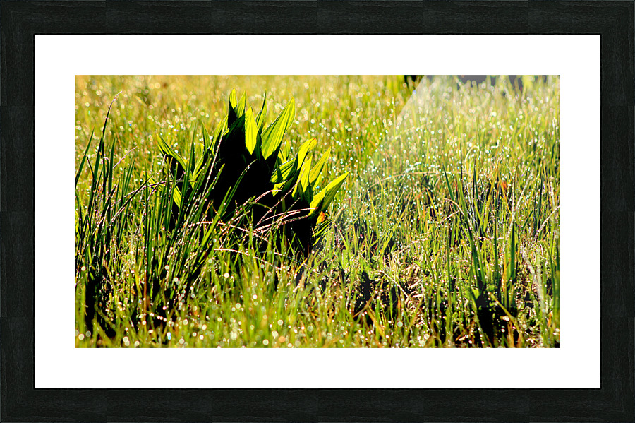 Dew Drop n Picture Frame print