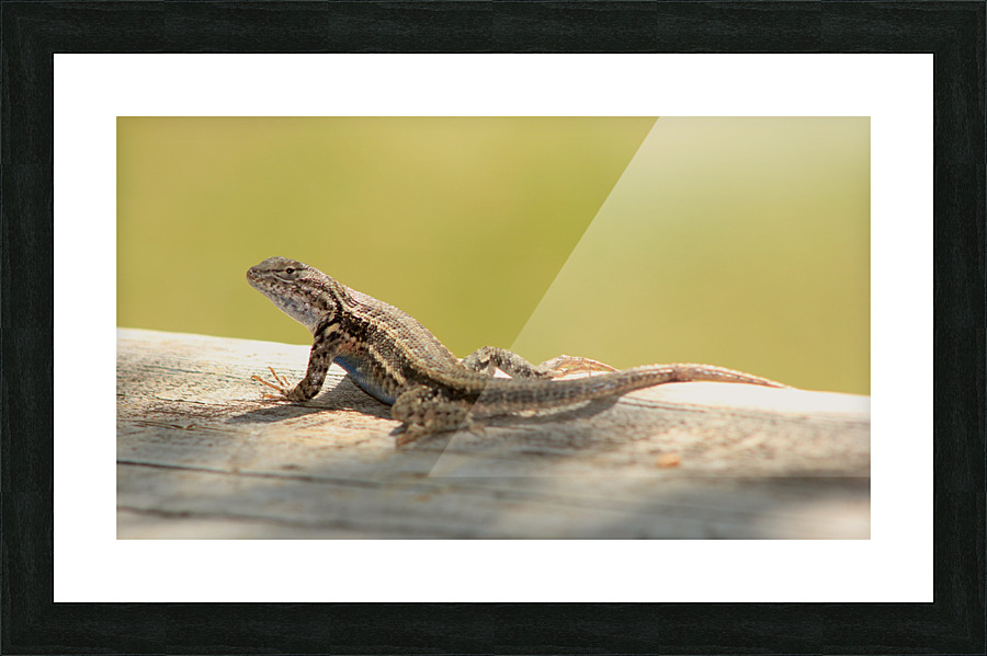 lizard Picture Frame print