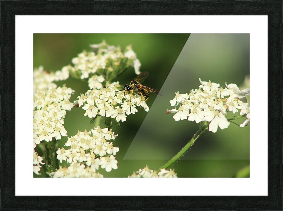 BeeWhiteFlower Picture Frame print