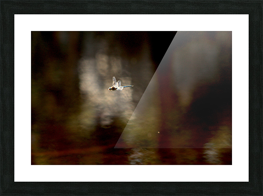 Damsel Fly in Flight Picture Frame print