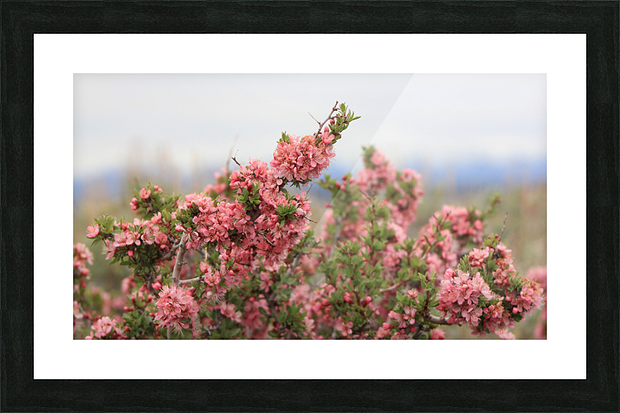 DesertPeachMedCU2 Picture Frame print