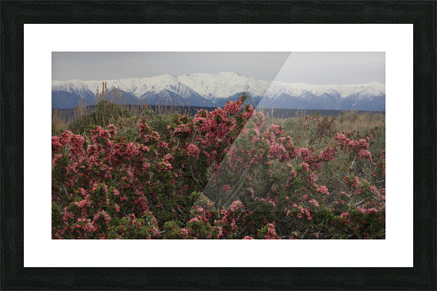 DesertPeachWhites2 Picture Frame print