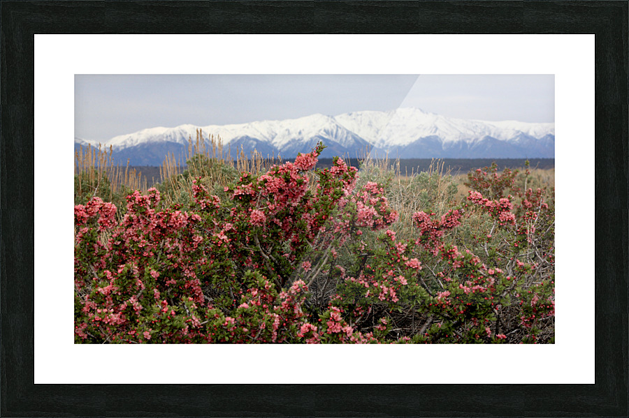 DesertPeachWhitesSnow Picture Frame print