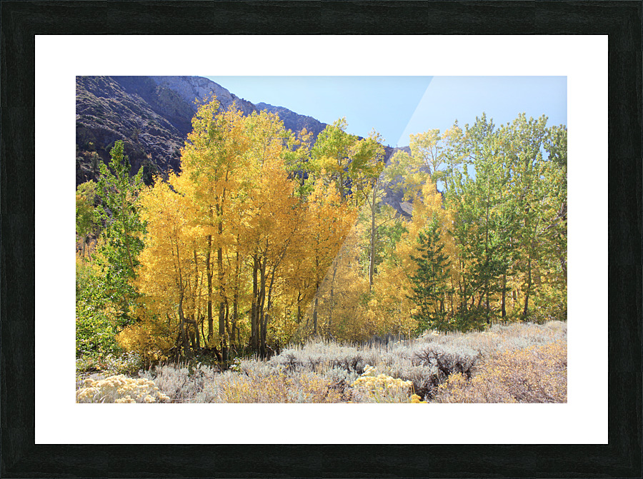 Fall Color Picture Frame print
