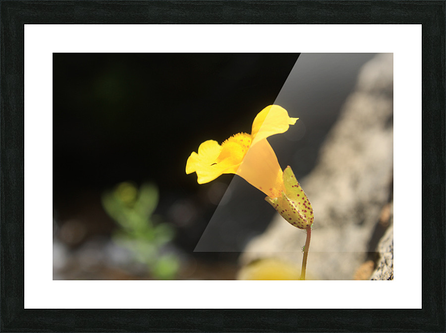 Monkey Flower Yellow Picture Frame print