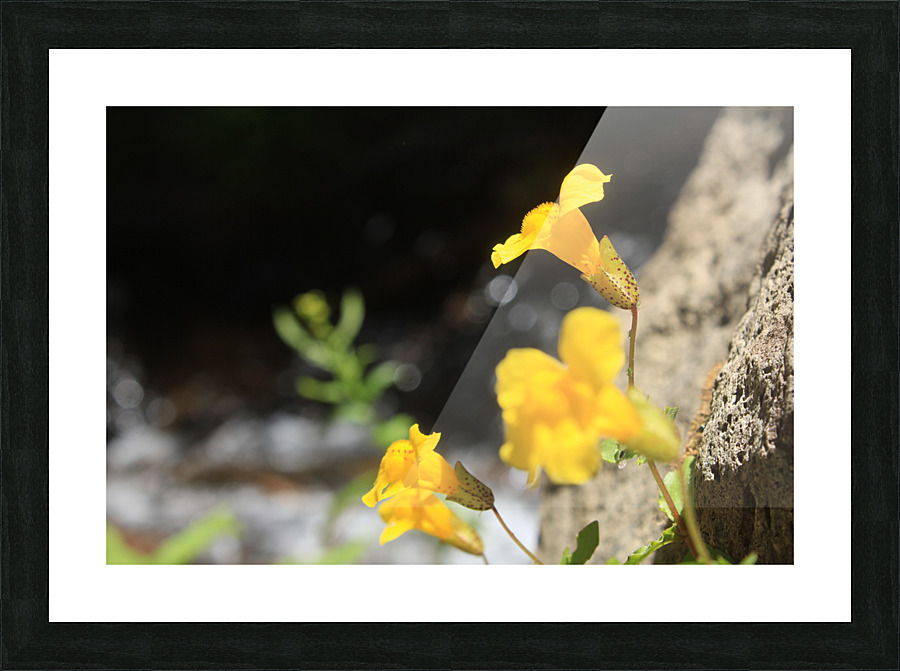 Monkey Flower Picture Frame print
