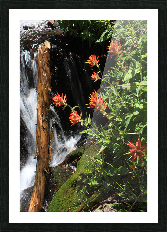 Indian Paintbrush Picture Frame print