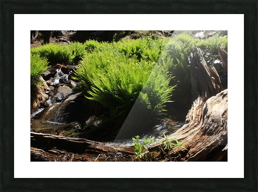 Ferns Log Creek Picture Frame print