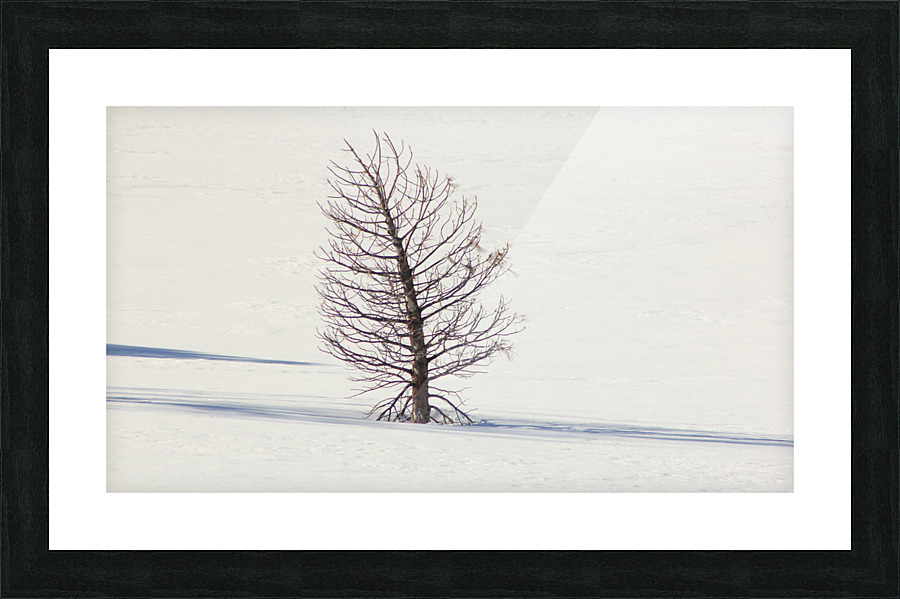 Ghost Tree Snow Picture Frame print