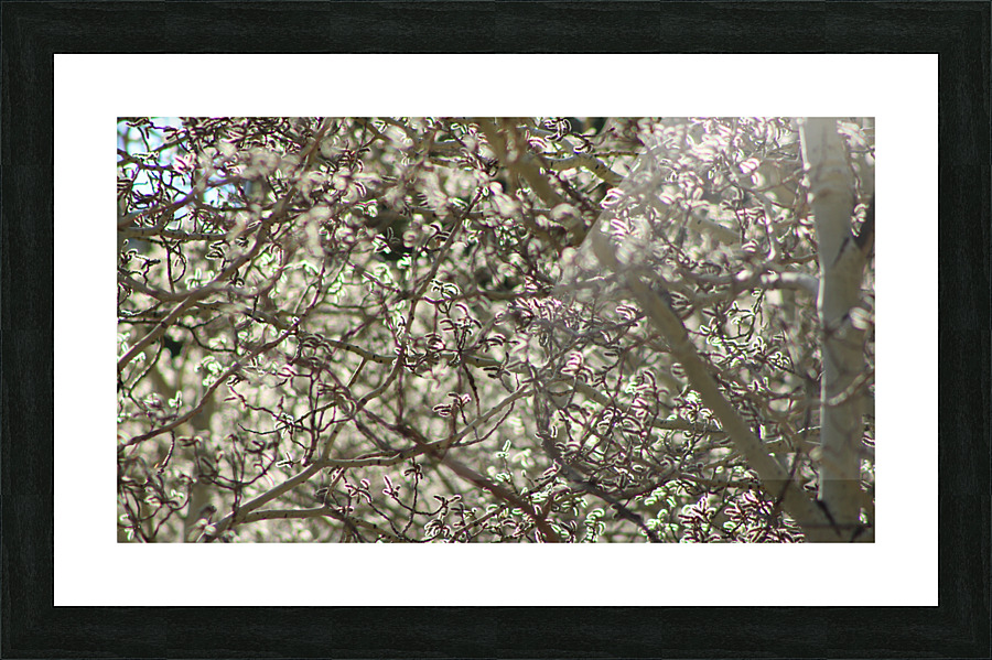 Aspen Trees Glowing Picture Frame print