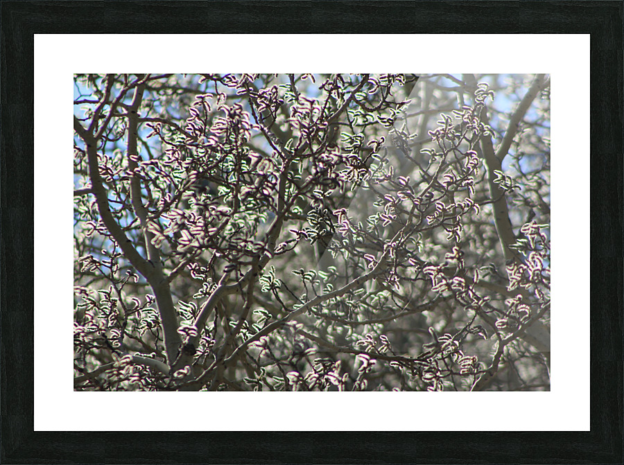 Aspen Trees Glowing Picture Frame print
