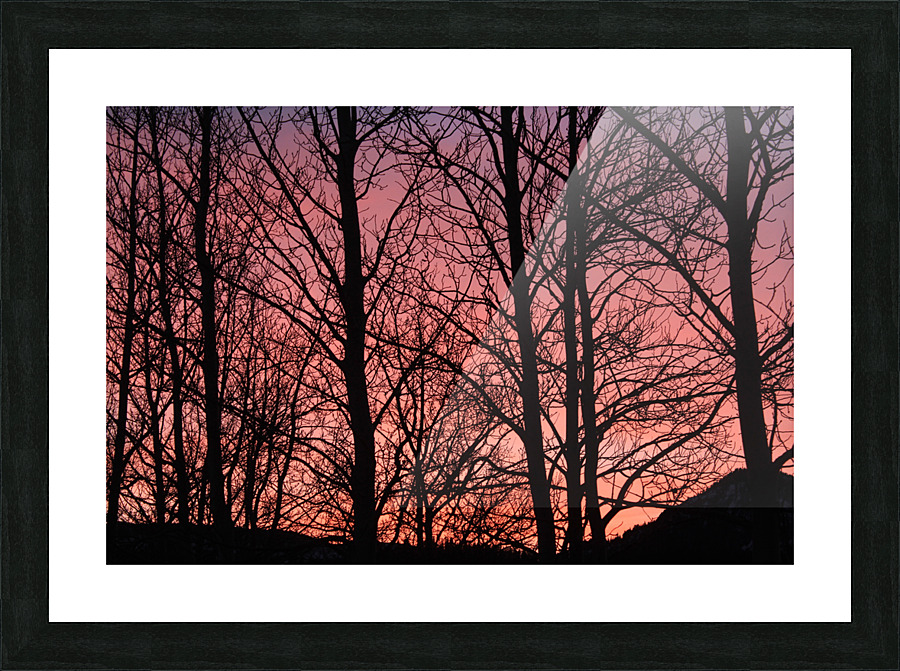 Tree Silhouette Sunset Picture Frame print