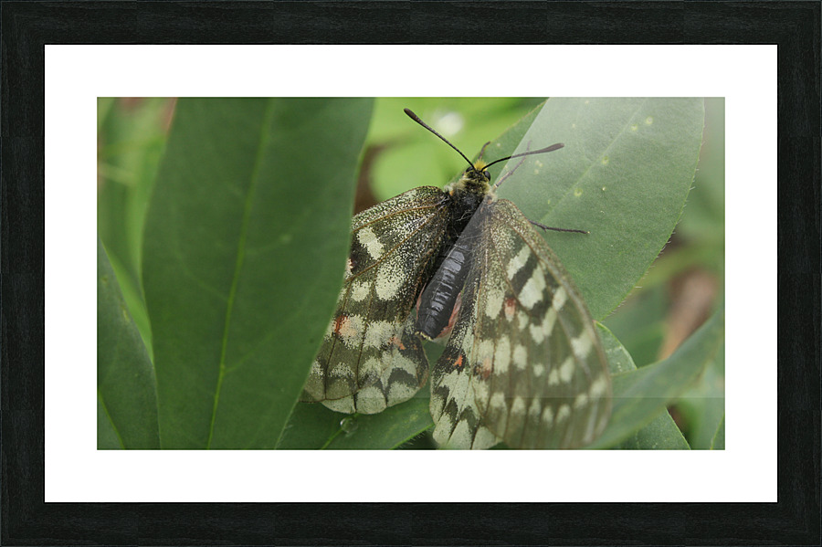 Wallpaper Photography Picture Frame print