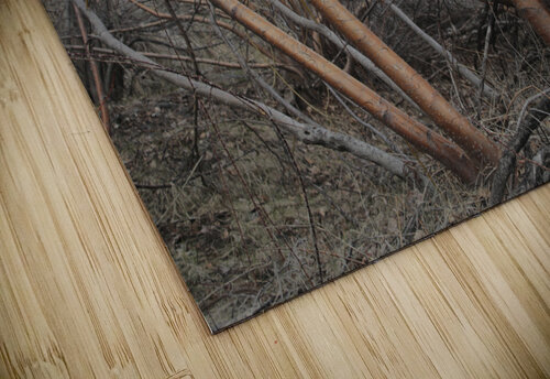 Silver Birch Tree Dan McConnell puzzle