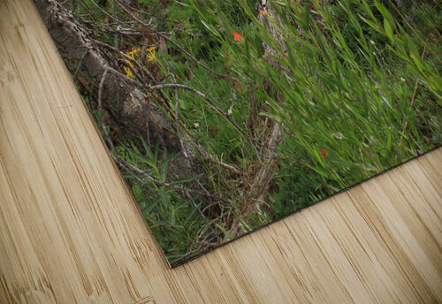 Indian Paintbrush Dan McConnell puzzle