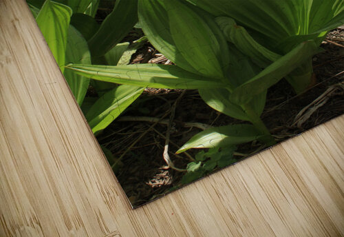 California Corn Lilly Dan McConnell puzzle