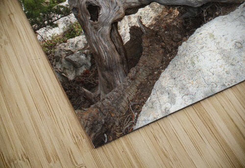 Tree Root Dan McConnell puzzle