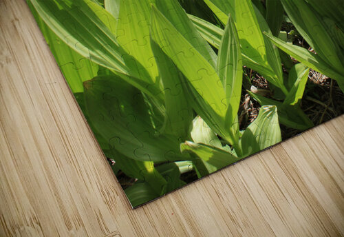 California Corn Lilly Dan McConnell puzzle
