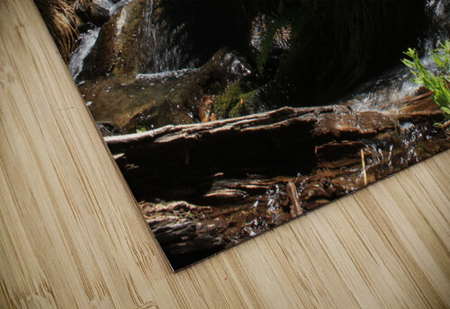 Ferns Log Creek Dan McConnell puzzle