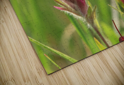 Indian Paintbrush Close-up Dan McConnell puzzle
