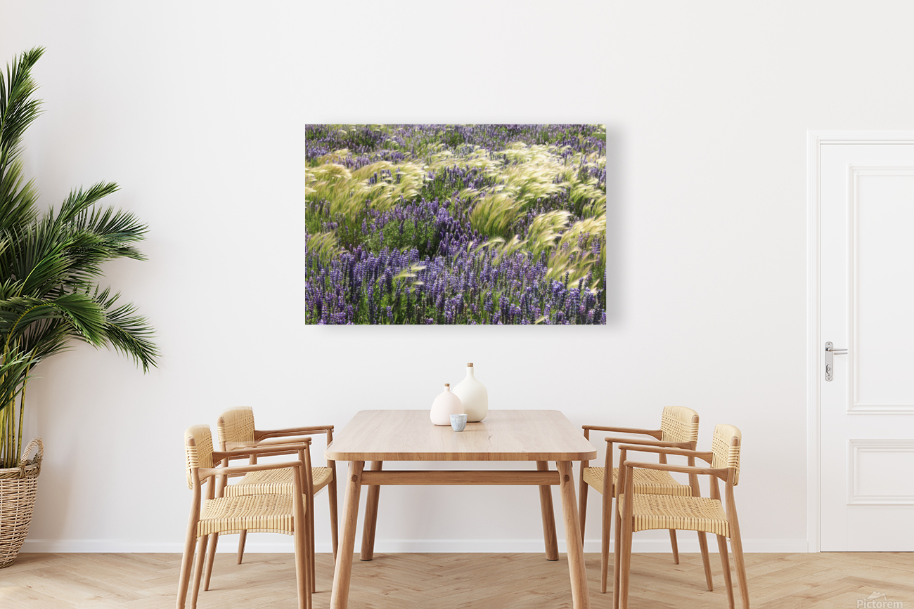 Lupin Flowers  Reproduction