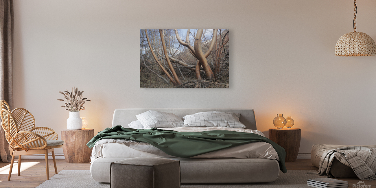 Silver Birch Tree Reproduction