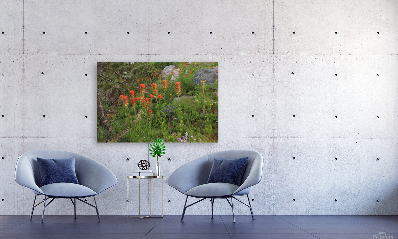 Indian Paintbrush Reproduction