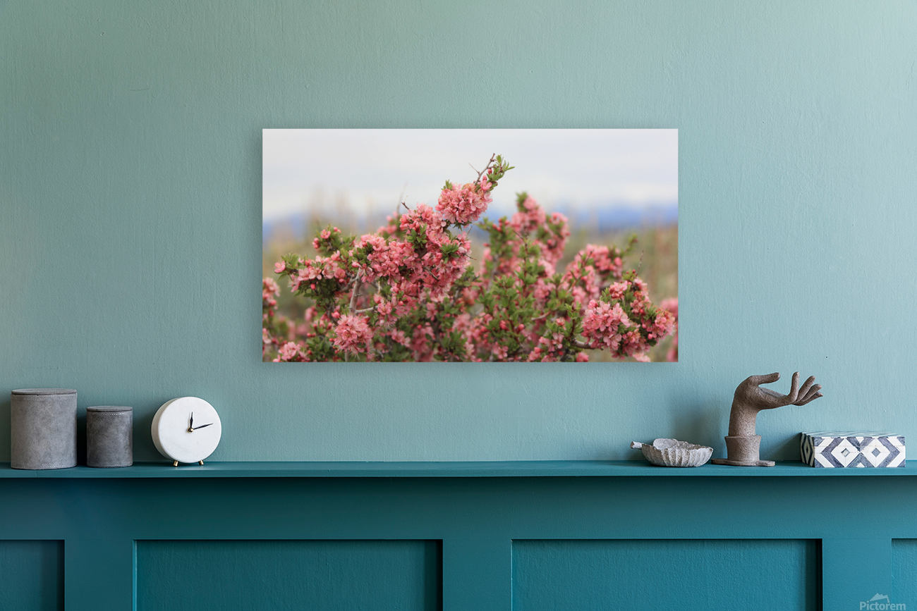DesertPeachMedCU2 Reproduction