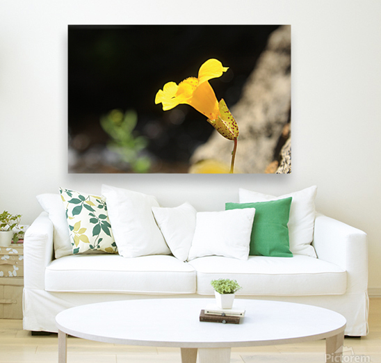 Monkey Flower Yellow Reproduction