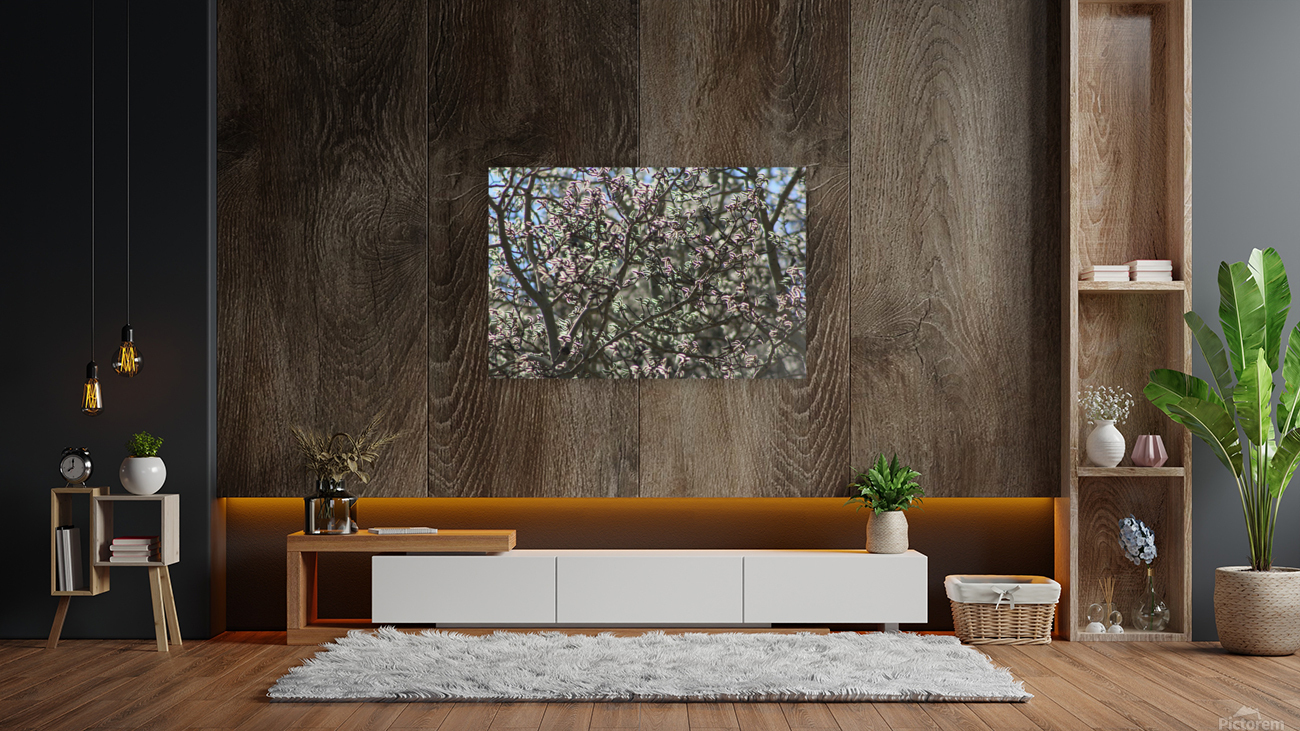 Aspen Trees Glowing Reproduction