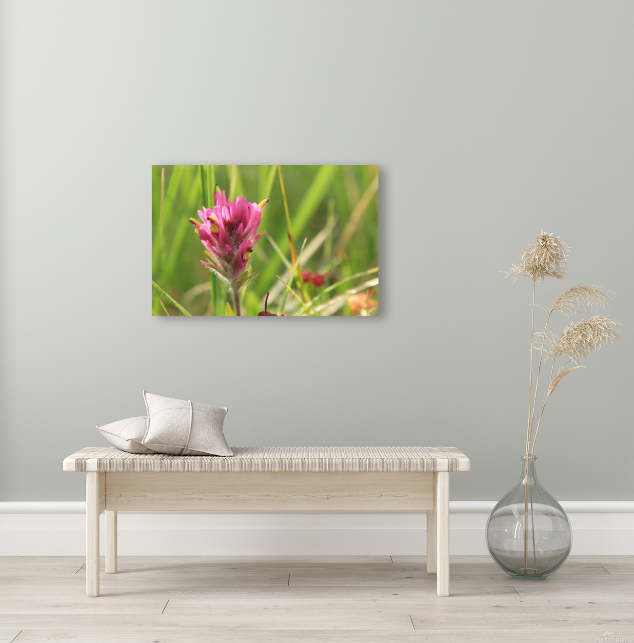 Indian Paintbrush Close-up Reproduction