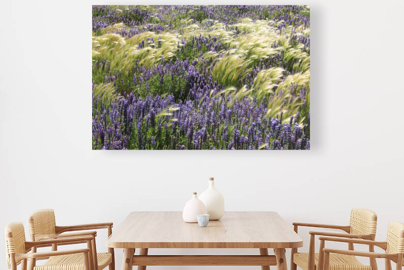 Lupin Flowers  by Dan McConnell