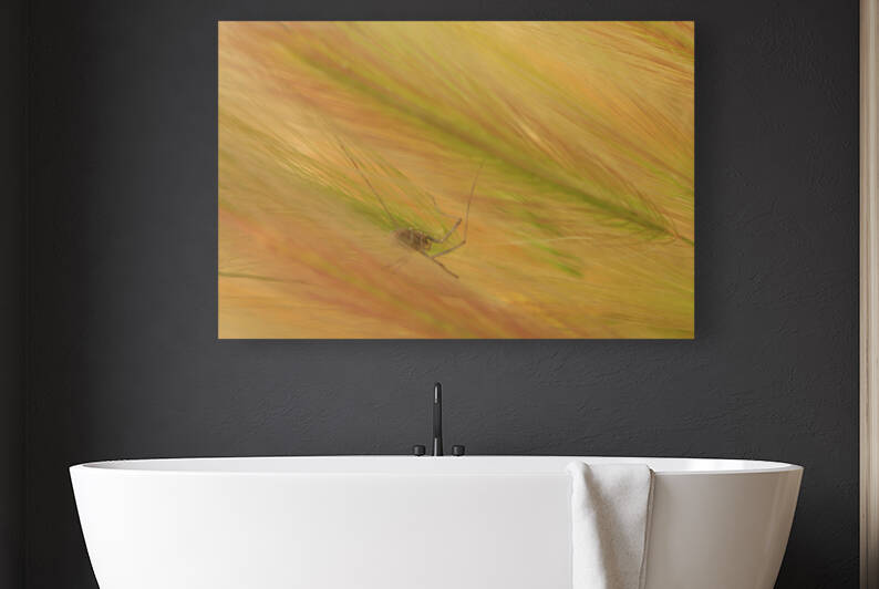 Spider Grass  Reproduction