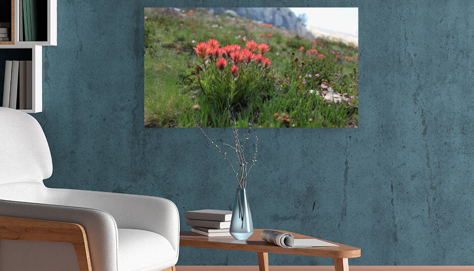 Indian Paintbrush Sierra Nevada by Dan McConnell
