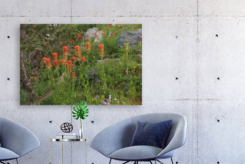 Indian Paintbrush by Dan McConnell