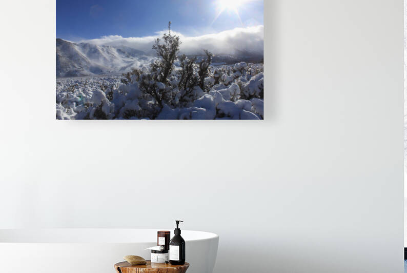 sagesnow Reproduction