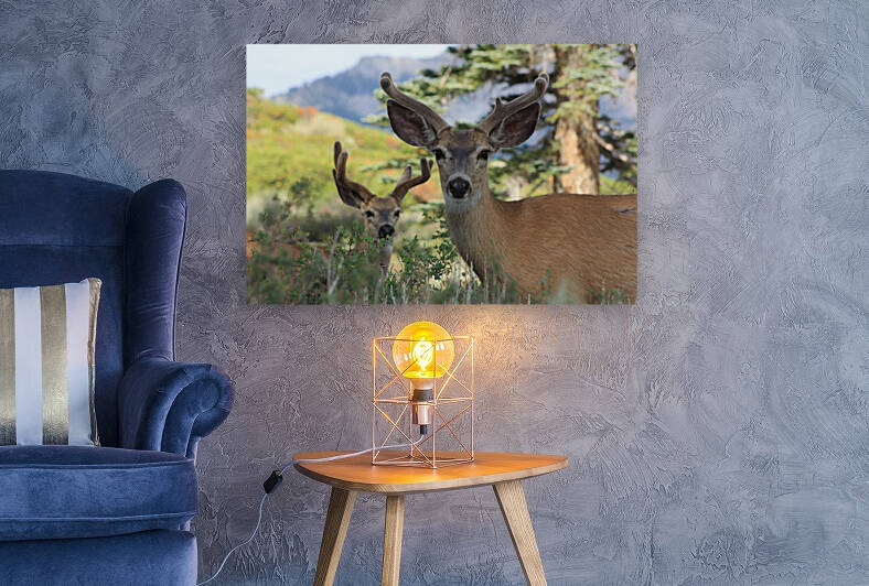 Deer  Bucks Reproduction