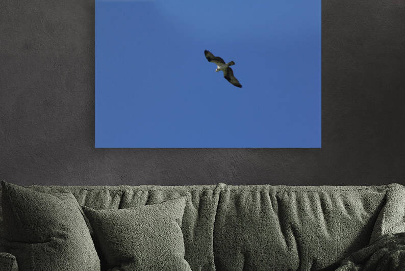 Osprey Reproduction